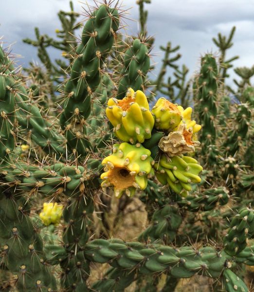 Cylindroopuntia imbricata